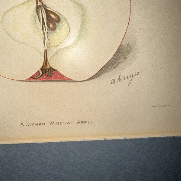 Stayman Winesap Apple 1902 Antique USDA Fruit Lithograph Print Framed Botanical - Picture 5 of 16